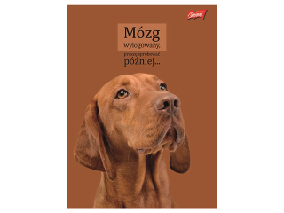 Zeszyt A4 60 kartek krata ok�adka laminowana lakier miejscowy UV 70 g/m2 DOGGY MOODS [opakowanie=10szt]