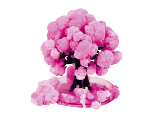KWITN�CE DRZEWO SAKURA KIDEA