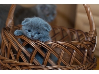 Wype�niacz Koszyka ;)